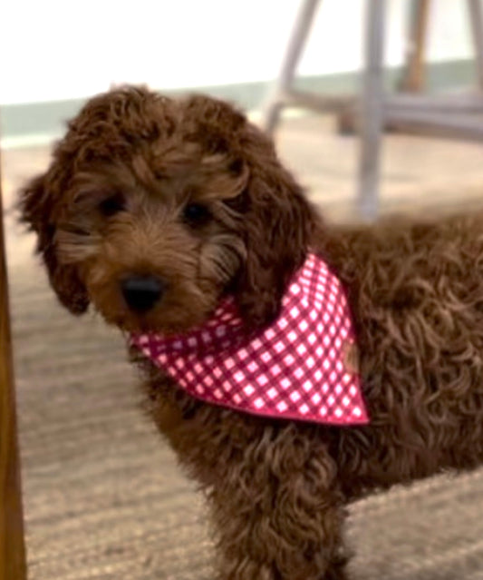 Dog Bandana